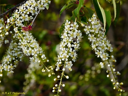 {Prunus serotina}